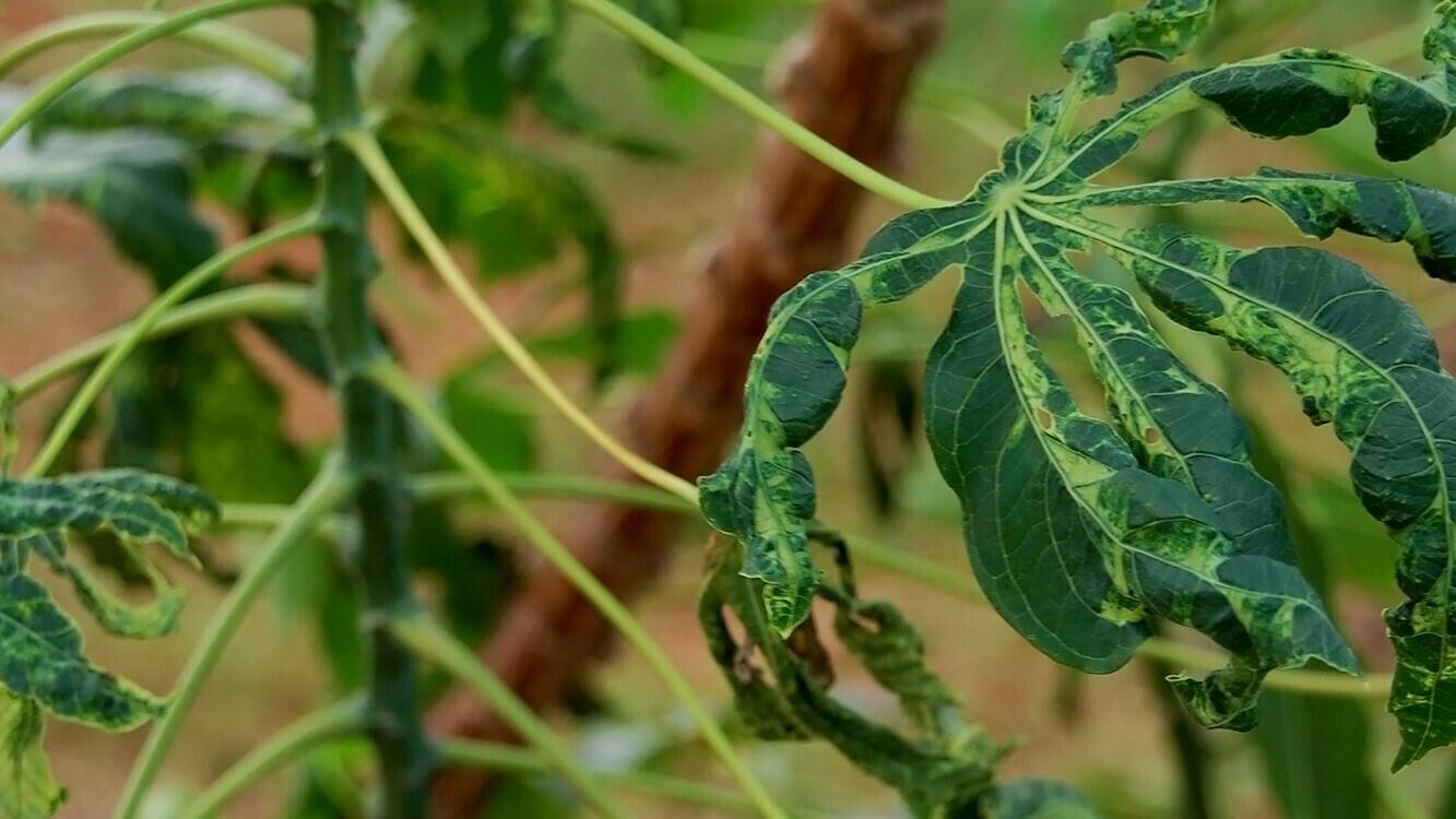 iita Cassava-Mosaic-Disease (2)